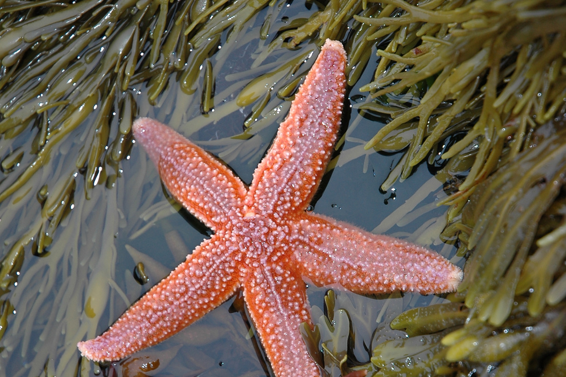 9 Cool Facts About Starfish